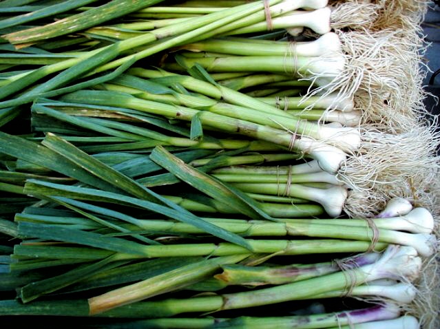 Just-In Green Garlic – A Sure Sign Spring is Near